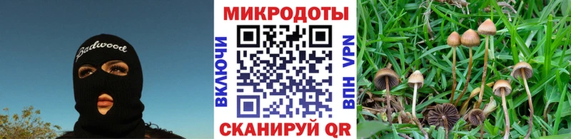 Купить  Нестеров  Галлюциногенные грибы Psilocybine cubensis 